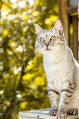 Gray british cat sitting on yellow autumn garden background