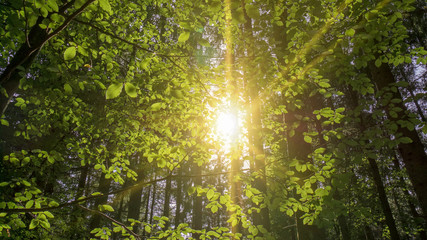 Laubwald mit Sonnenstrahlen - Breitbild