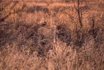 Fototapeta premium Cheetahs in the African savanna. Safari in the savannah of Serengeti National Park, Tanzania. Close to Maasai Mara, Kenya. Burnt savanna landscape because of bushfire. Africa.