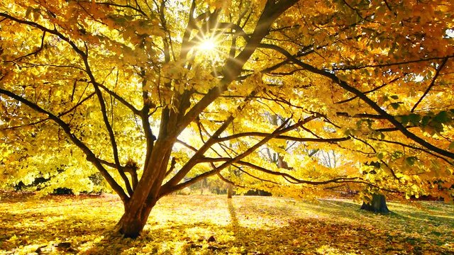 Sonne scheint durch einen Baum, goldene Szenerie im Herbst
