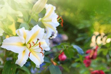 White lily flowers isolated on green summer background.