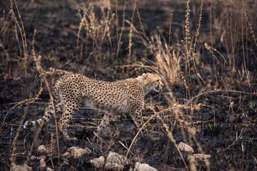 Cheetahs in the African savanna. Safari in the savannah of Serengeti National Park, Tanzania. Close to Maasai Mara, Kenya. Burnt savanna landscape because of bushfire. Africa.