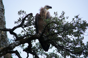 Griffon Vulture perched on a branch 2