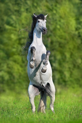 Fototapeta premium White spanish horse rearing up in green summer landscape.Pura Raza Espanola