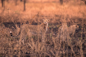 Cheetahs in the African savanna. Safari in the savannah of Serengeti National Park, Tanzania. Close to Maasai Mara, Kenya. Burnt savanna landscape because of bushfire. Africa.