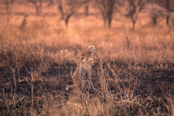 Cheetahs in the African savanna. Safari in the savannah of Serengeti National Park, Tanzania. Close to Maasai Mara, Kenya. Burnt savanna landscape because of bushfire. Africa.