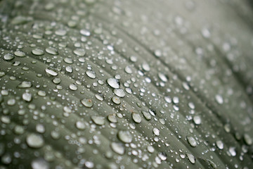 Water drops on leaves after rain.