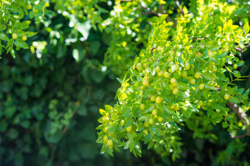 Green background of branches of jujube (jujube real, Chinese date, capiinit, jojoba, lat. In the process jujuba). It's summer
