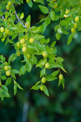 Green background of branches of jujube (jujube real, Chinese date, capiinit, jojoba, lat. In the process jujuba). It's summer