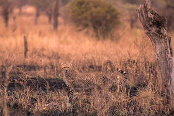 Cheetahs in the African savanna. Safari in the savannah of Serengeti National Park, Tanzania. Close to Maasai Mara, Kenya. Burnt savanna landscape because of bushfire. Africa.
