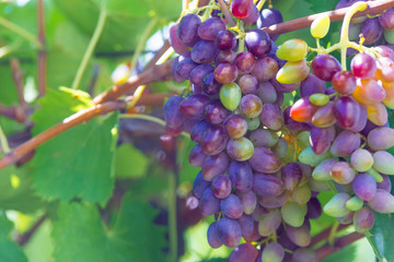 Vineyards at sunset in autumn harvest. Ripe grapes in fall.