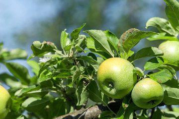 Green ripe apples grows on a branch among the green foliage