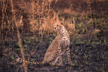 Cheetahs in the African savanna. Safari in the savannah of Serengeti National Park, Tanzania. Close to Maasai Mara, Kenya. Burnt savanna landscape because of bushfire. Africa.
