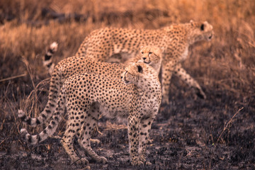 Cheetahs in the African savanna. Safari in the savannah of Serengeti National Park, Tanzania. Close to Maasai Mara, Kenya. Burnt savanna landscape because of bushfire. Africa.