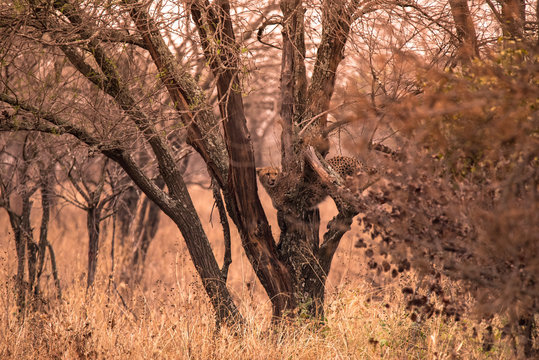 Cheetahs in the African savanna. Safari in the savannah of Serengeti National Park, Tanzania. Close to Maasai Mara, Kenya. Burnt savanna landscape because of bushfire. Africa.