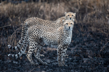 Naklejka na ściany i meble Cheetahs in the African savanna. Safari in the savannah of Serengeti National Park, Tanzania. Close to Maasai Mara, Kenya. Burnt savanna landscape because of bushfire. Africa.