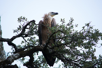 Griffon Vulture perched on a branch 3