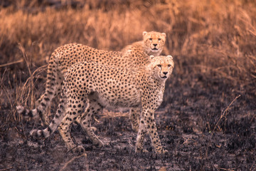 Cheetahs in the African savanna. Safari in the savannah of Serengeti National Park, Tanzania. Close to Maasai Mara, Kenya. Burnt savanna landscape because of bushfire. Africa.