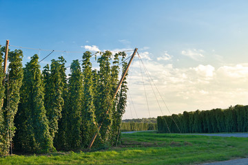 Hop field in Zatec hop area before sunset