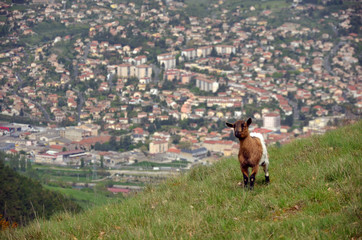 Biquette Millau Larzac Aveyron