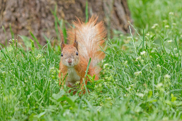 close up of brown squirrel sitting in green grass