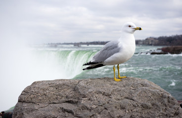 Gull stands by Niagara Falls