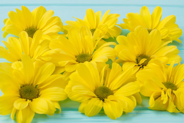 Yellow chamomile flowers close up. Blue background.