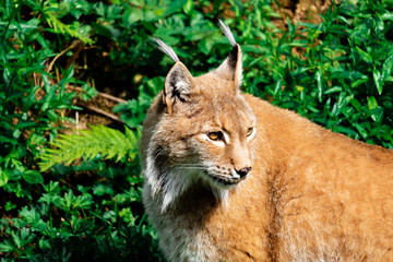 Luchs im Grün