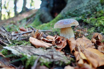white mushroom - Boletus reticulatus the forest in autumn. Concept of mushroom picking in the forest during autumn.