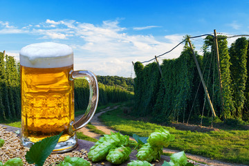 Beer glass with barley in front of hop field