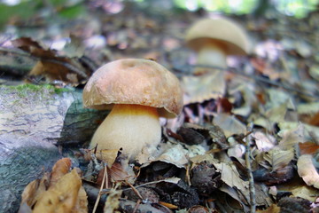 white mushroom - Boletus reticulatus the forest in autumn. Concept of mushroom picking in the forest during autumn.