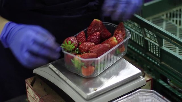 FRESAS 08