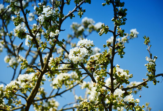 White pear blossoms with blue color filter 
white flower with blue sky background.