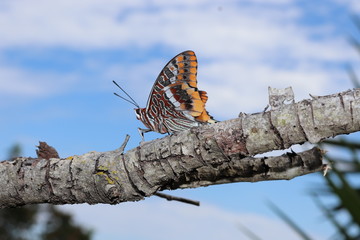 Charaxes Jasius - Butterfly on a Tree