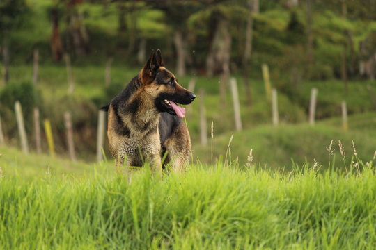 german shepherd dog on the grass