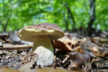 white mushroom - Boletus reticulatus the forest in autumn. Concept of mushroom picking in the forest during autumn.