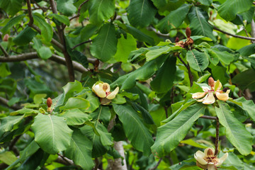 Beautiful flowers of Magnolia grandiflora (Southern Magnolia or Bull Bay)