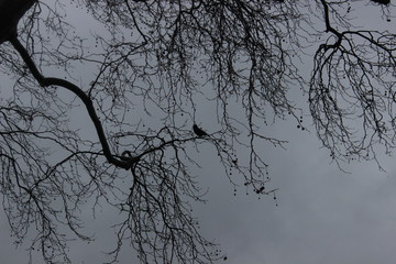 tree in the fog