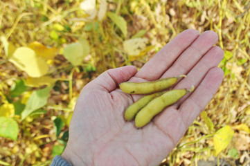 Naklejka na ściany i meble Soybeans in the natural environment in the field