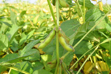 Soybeans in the natural environment in the field