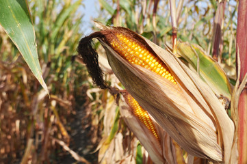 Corn plants in the natural environment in the field