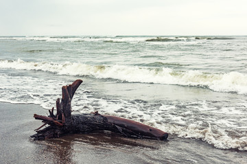 Fototapeta na wymiar Old wooden snag on the sea shore