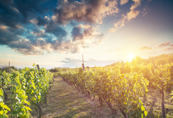 Fototapeta na wymiar Red wine bottle and wine glass on wodden barrel. Beautiful Tuscany background