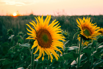 Fototapeta premium sunflower field yellow bud close up natural background