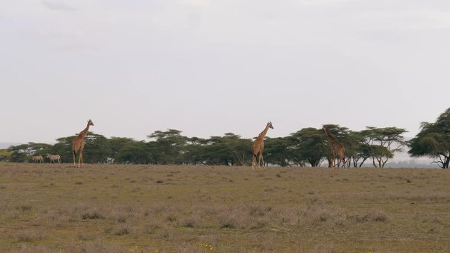 Giraffes Walking On The African Plain In The Savannah To The Acacia Trees