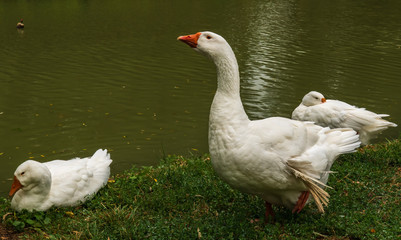 Naklejka na ściany i meble geese near the lake
