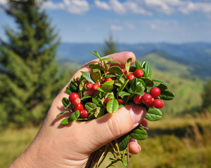 Female hand with cowberries twigs with berries and leaves on mountains background