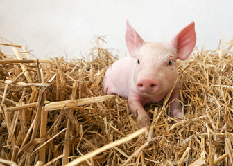 witziges kleines Schwein im Stroh, Ferkel, Glücksbringer, Bio, Biologisch