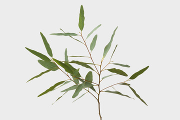 Fototapeta na wymiar eucalyptus isolated on gray background with clipping path