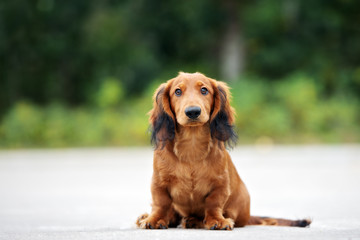 adorable long haired dachshund puppy sitting outdoors